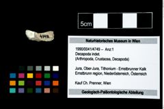 Foto (Objekt + Etikett) von Decapoda indet.  (NHMW-GEO-1990-0041-4749)